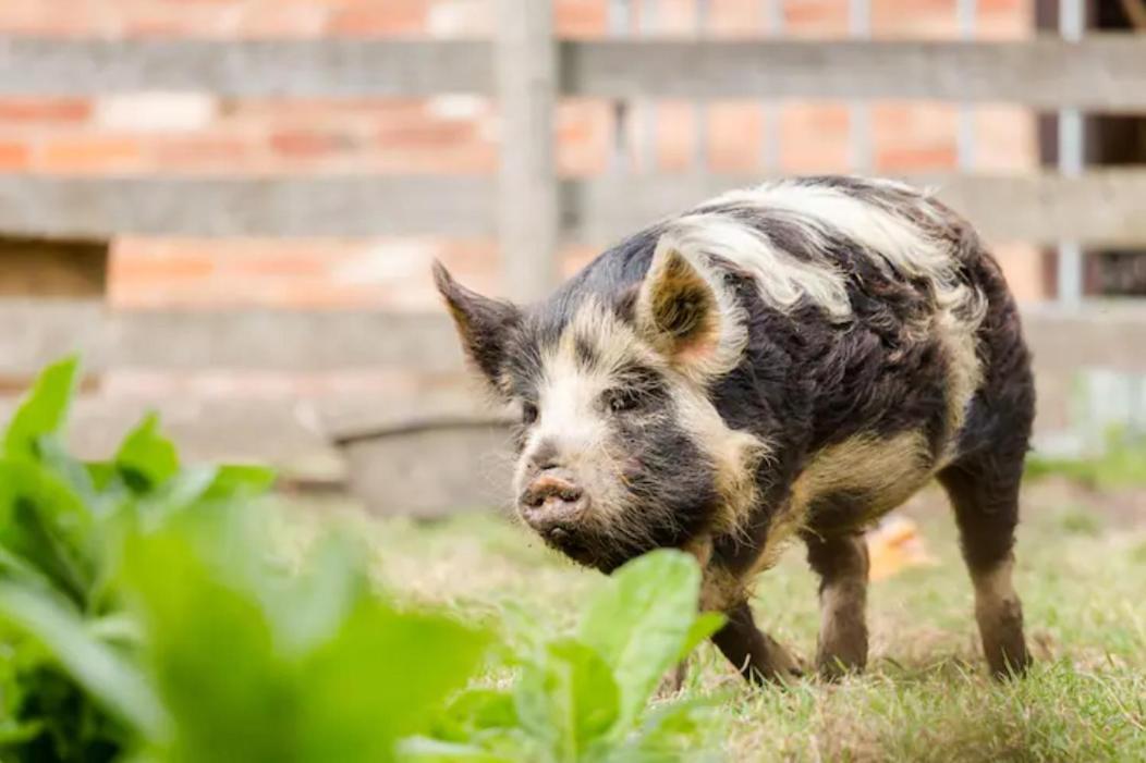 Piglet Lodge Pebworth 外观 照片